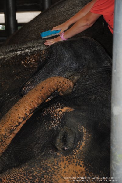 elephant22ndjanuary2011051.jpg