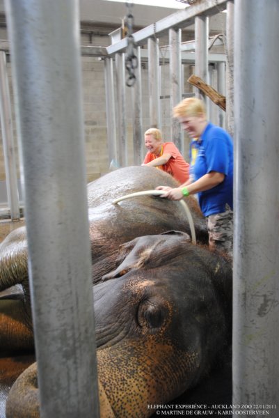elephant22ndjanuary2011054.jpg
