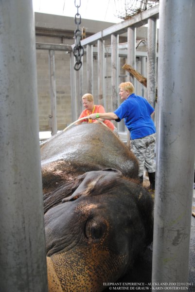 elephant22ndjanuary2011055.jpg