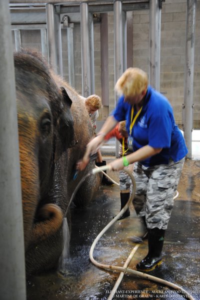 elephant22ndjanuary2011064.jpg