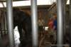 elephant22ndjanuary2011067_small.jpg