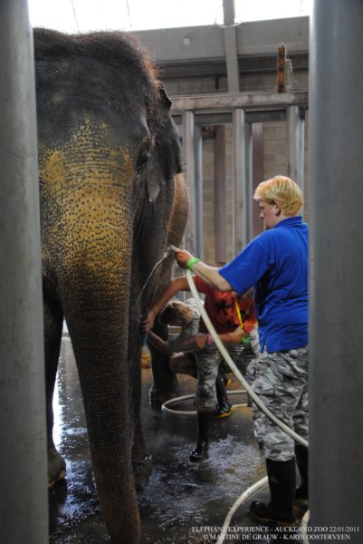 elephant22ndjanuary2011071.jpg