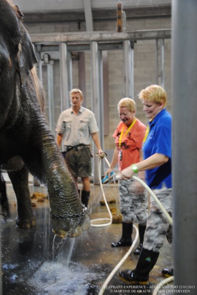 elephant22ndjanuary2011073.jpg