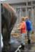 elephant22ndjanuary2011076_small.jpg