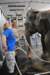 elephant22ndjanuary2011079_small.jpg