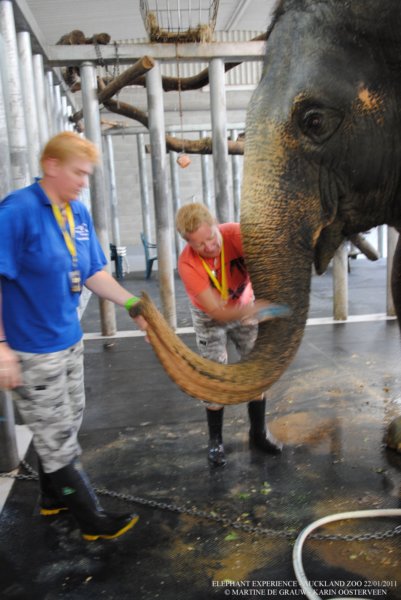 elephant22ndjanuary2011084.jpg