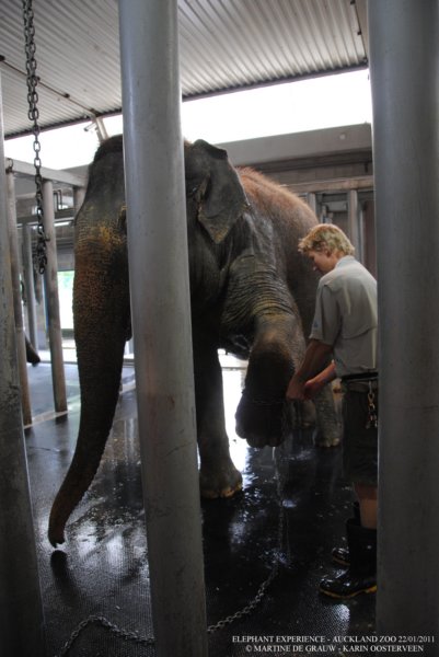 elephant22ndjanuary2011092.jpg