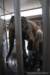 elephant22ndjanuary2011092_small.jpg