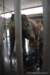 elephant22ndjanuary2011093_small.jpg