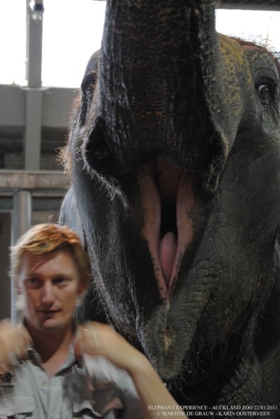elephant22ndjanuary2011094.jpg