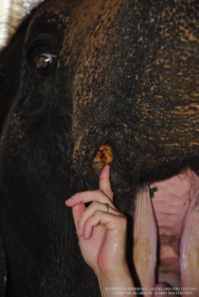 elephant22ndjanuary2011095.jpg