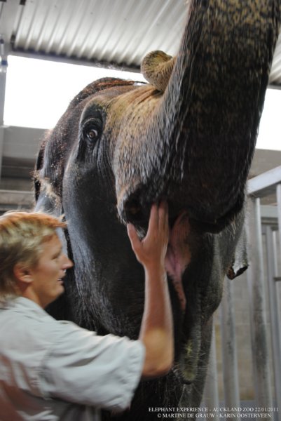 elephant22ndjanuary2011096.jpg