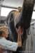 elephant22ndjanuary2011096_small.jpg