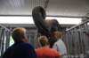 elephant22ndjanuary2011100_small.jpg