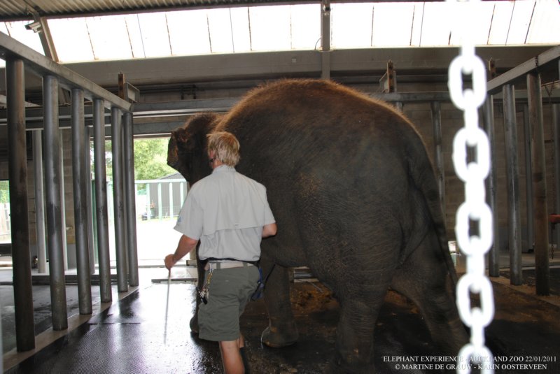 elephant22ndjanuary2011102.jpg