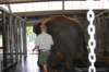 elephant22ndjanuary2011102_small.jpg
