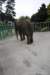 elephant22ndjanuary2011103_small.jpg