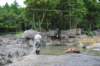 elephant22ndjanuary2011104_small.jpg