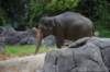elephant22ndjanuary2011109_small.jpg