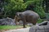 elephant22ndjanuary2011110_small.jpg