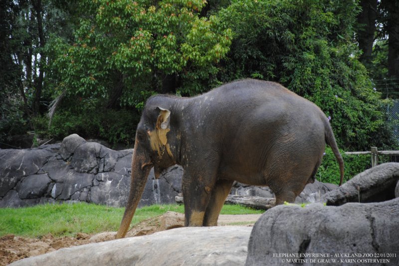 elephant22ndjanuary2011111.jpg