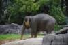 elephant22ndjanuary2011111_small.jpg
