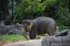 elephant22ndjanuary2011112_small.jpg