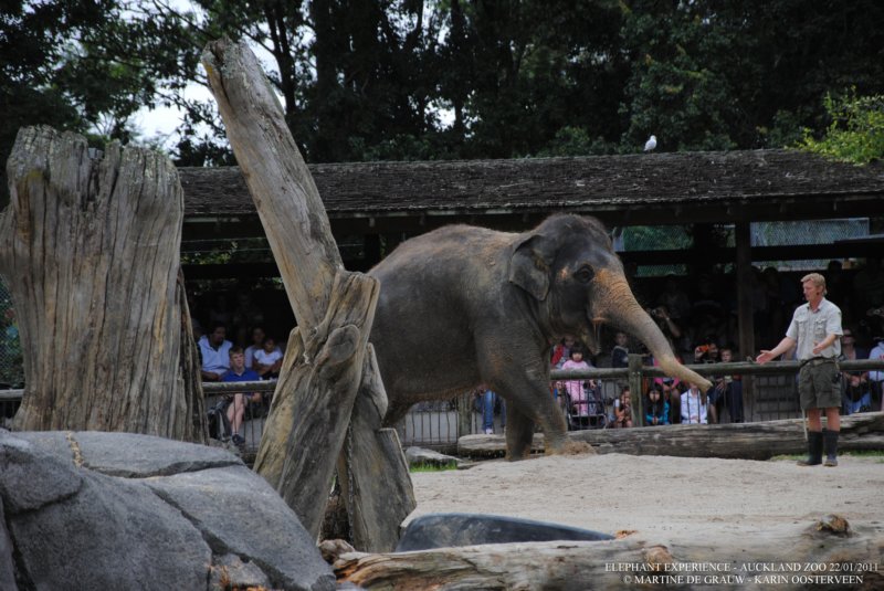 elephant22ndjanuary2011114.jpg