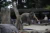 elephant22ndjanuary2011114_small.jpg