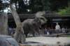 elephant22ndjanuary2011115_small.jpg