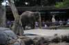 elephant22ndjanuary2011116_small.jpg