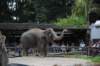 elephant22ndjanuary2011117_small.jpg