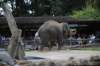elephant22ndjanuary2011118_small.jpg