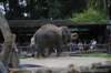 elephant22ndjanuary2011119_small.jpg