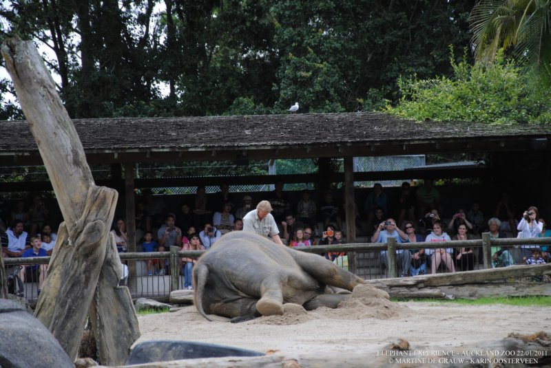 elephant22ndjanuary2011120.jpg