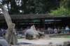 elephant22ndjanuary2011120_small.jpg