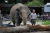 elephant22ndjanuary2011121_small.jpg