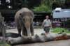 elephant22ndjanuary2011122_small.jpg