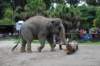 elephant22ndjanuary2011123_small.jpg
