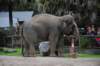 elephant22ndjanuary2011124_small.jpg