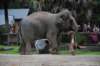 elephant22ndjanuary2011125_small.jpg