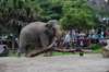 elephant22ndjanuary2011126_small.jpg