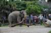 elephant22ndjanuary2011127_small.jpg