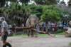 elephant22ndjanuary2011129_small.jpg