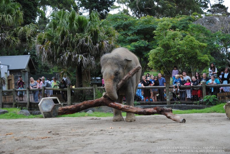 elephant22ndjanuary2011131.jpg