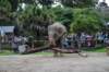 elephant22ndjanuary2011131_small.jpg