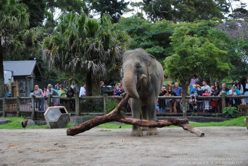 elephant22ndjanuary2011132.jpg