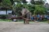 elephant22ndjanuary2011134_small.jpg