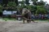 elephant22ndjanuary2011135_small.jpg
