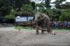 elephant22ndjanuary2011136_small.jpg